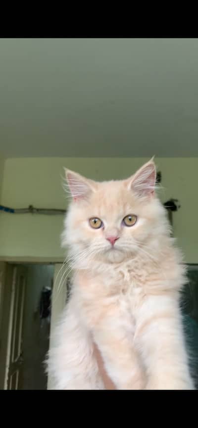 Beautiful 5-Month-Old Cat for Sale – Whiskovia
