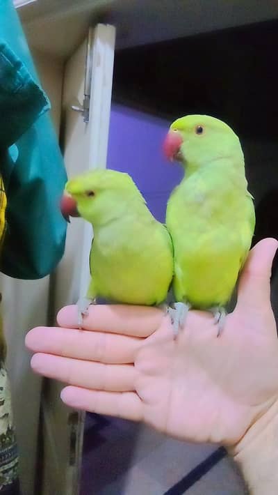 03369510495 Single 6000 pair 12000Green parrot ringneck handtame