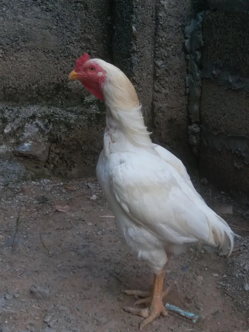 2 White Aseel Murghay — photo 2