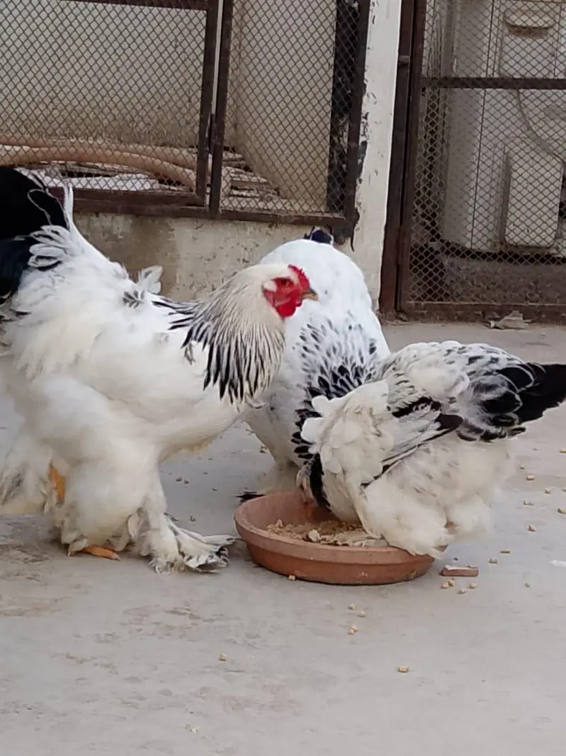 light brahma males and females available for sale — photo 8