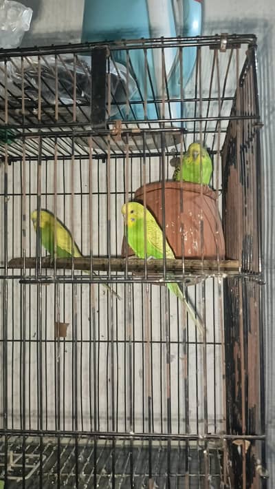 Budgie 1 male 2 female