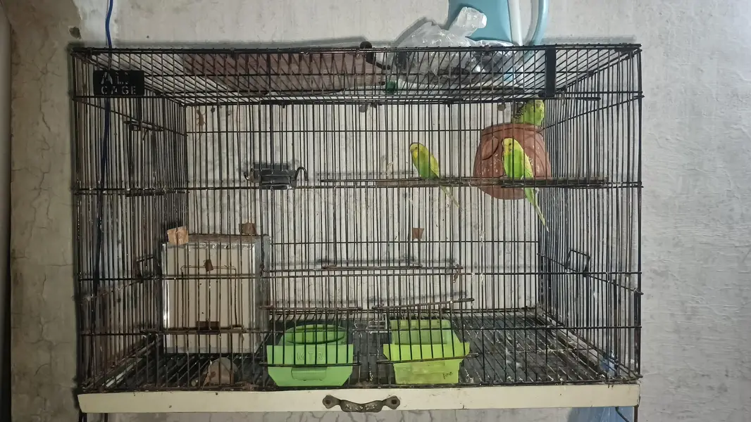 Budgie 1 male 2 female — photo 2