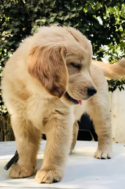 Golden retriever