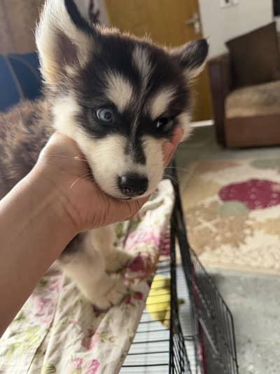 Kid for husky