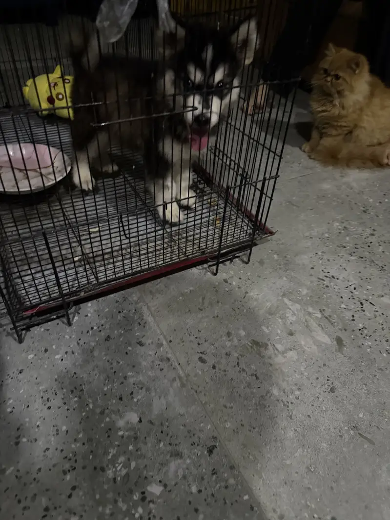 Kid for husky — photo 2