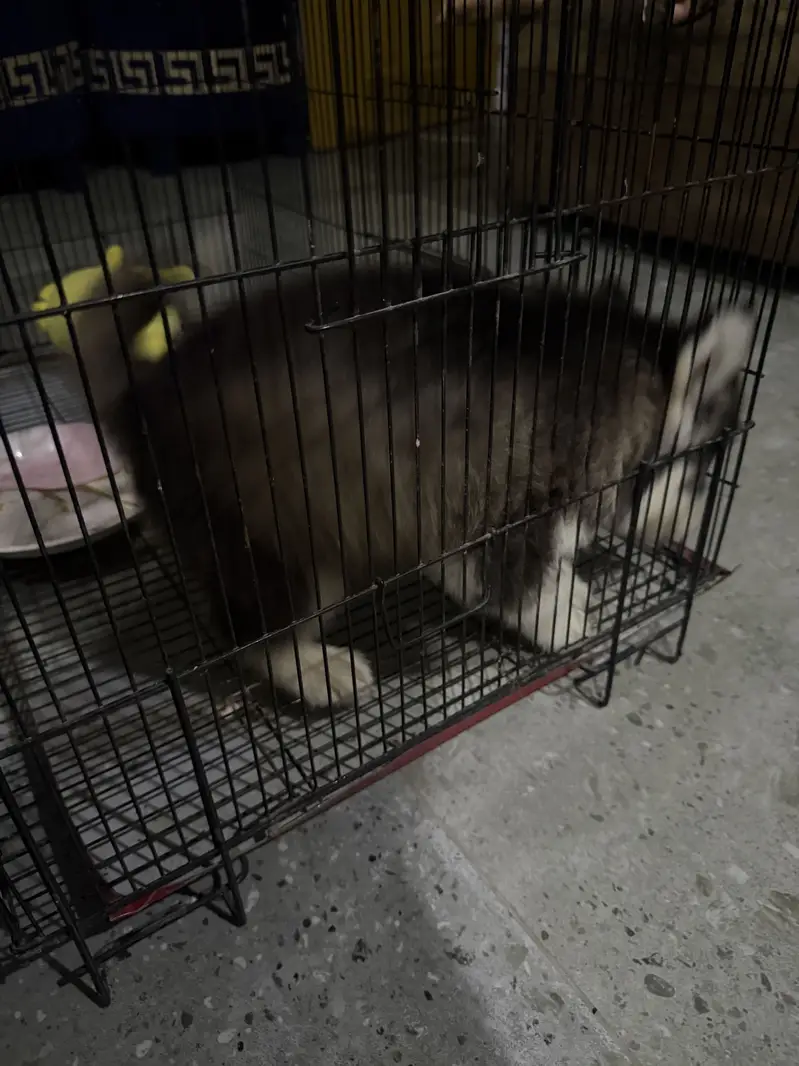 Kid for husky — photo 5