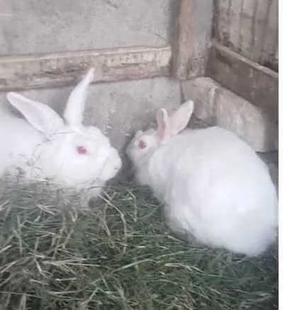 White red eyes angora rabbits for sale
