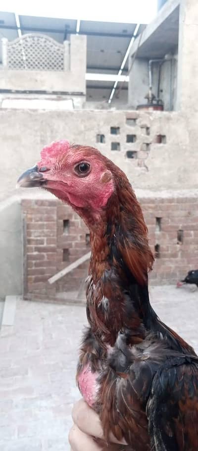 Pure pakoya patha