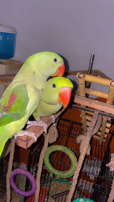 KASHMIRI RAW with CAGE