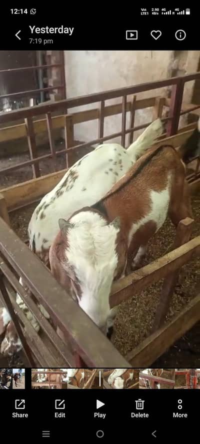 betal goat//flmale lal daba or path maki chene /