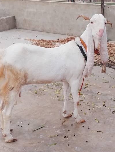 Goat For Sale (FEMALE)