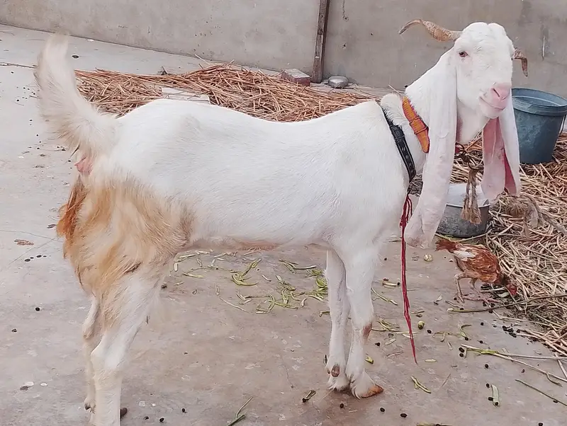 Goat For Sale (FEMALE) — photo 2