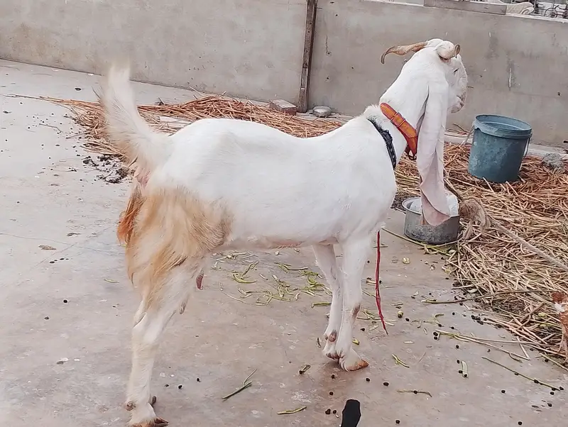 Goat For Sale (FEMALE) — photo 3