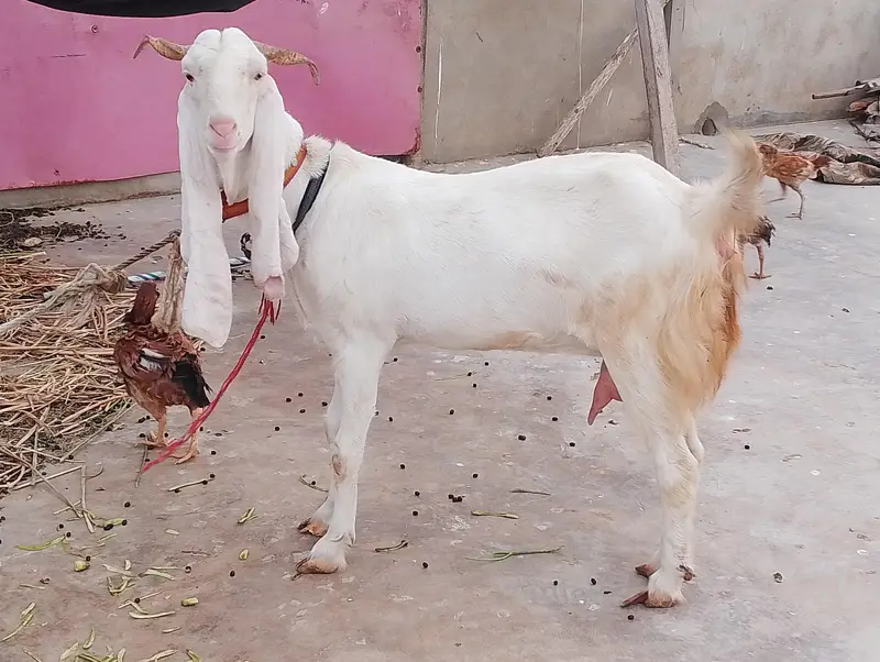 Goat For Sale (FEMALE) — photo 4
