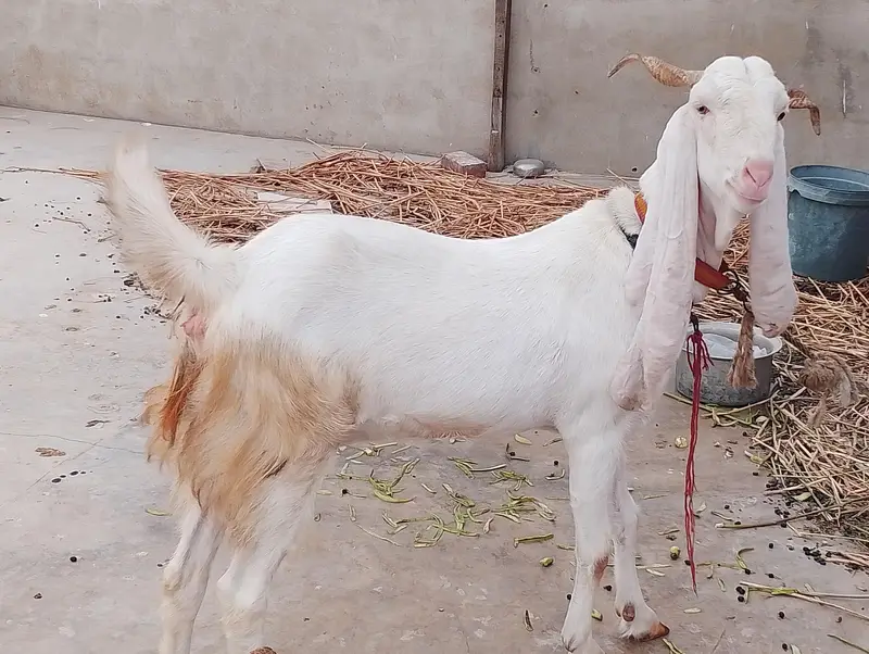 Goat For Sale (FEMALE) — photo 5