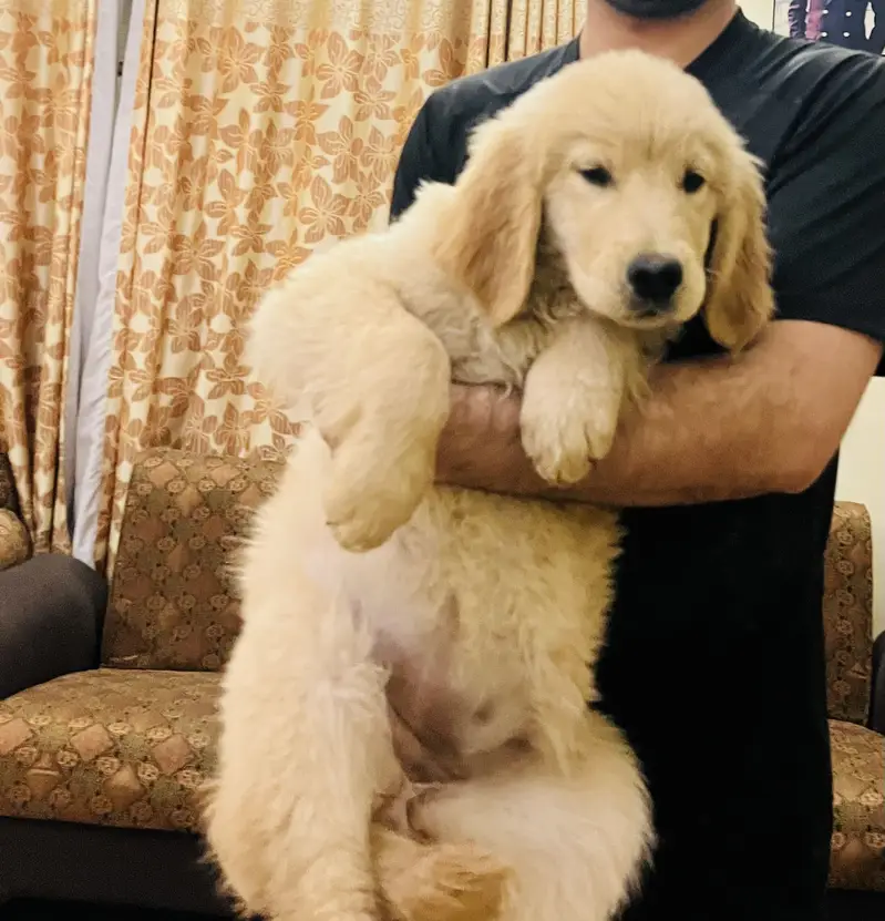 Golden retriever — photo 4