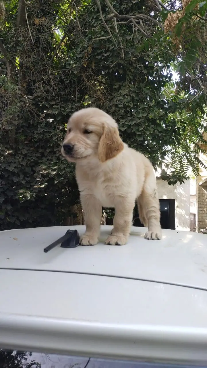 Golden retriever — photo 7