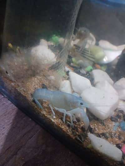 Crayfish for 2,000