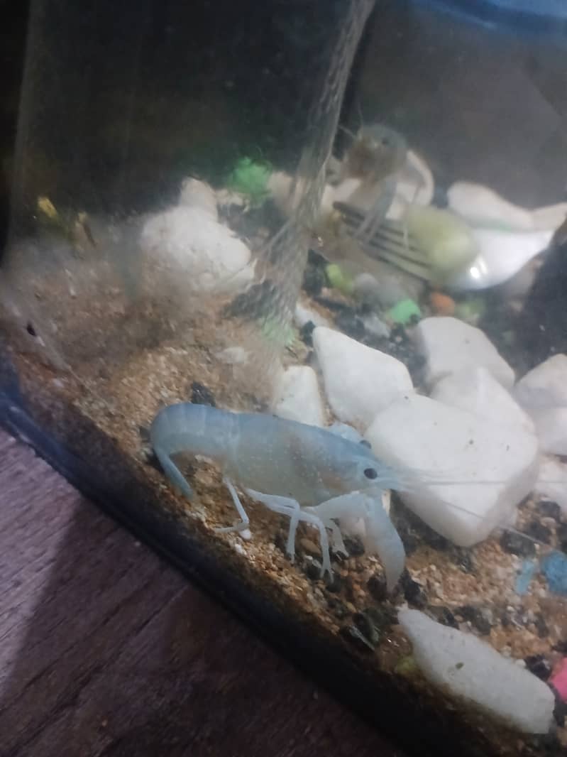 Crayfish for 2,000 0
