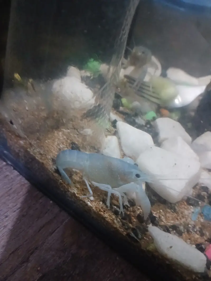 Crayfish for 2,000