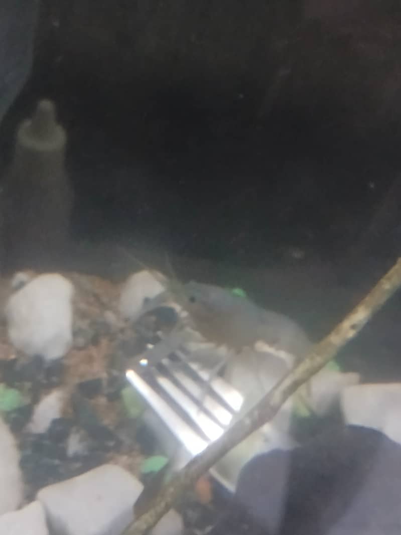 Crayfish for 2,000 1