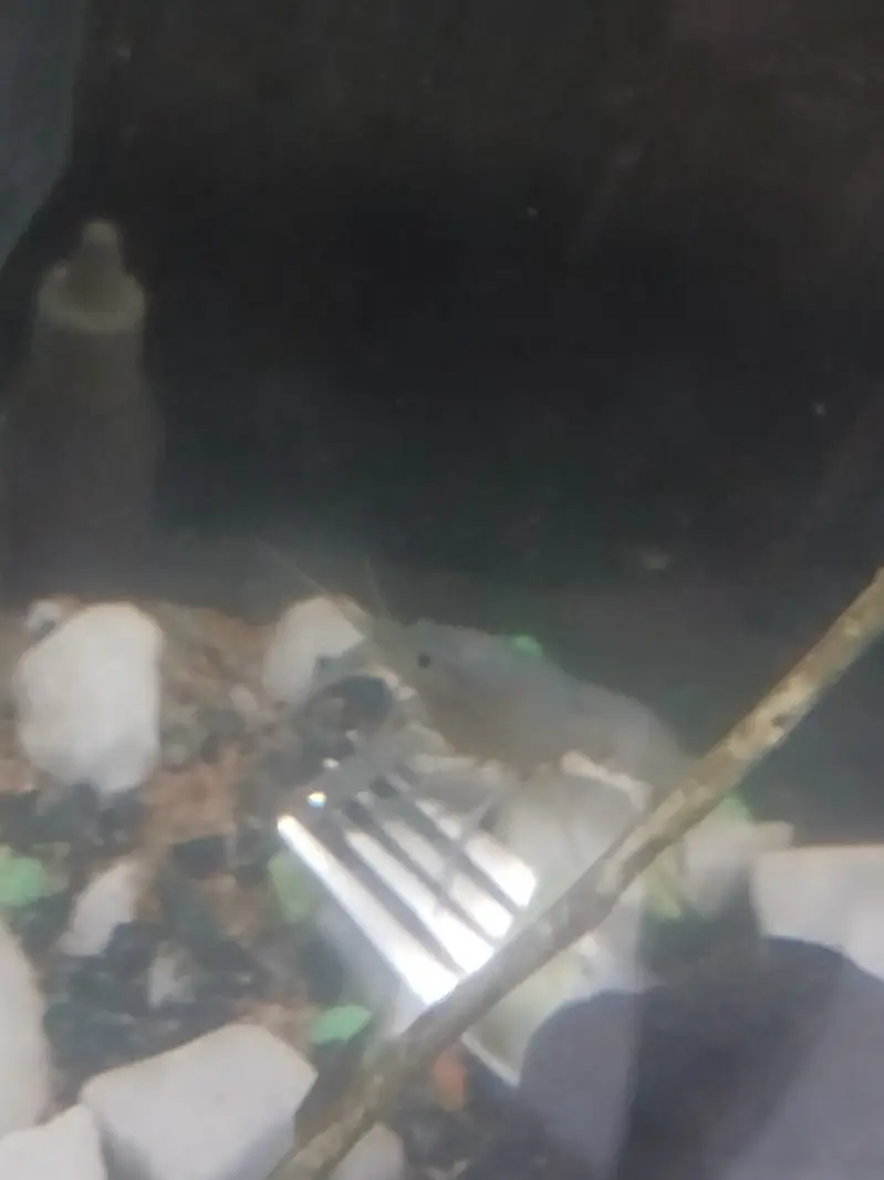 Crayfish for 2,000 — photo 2