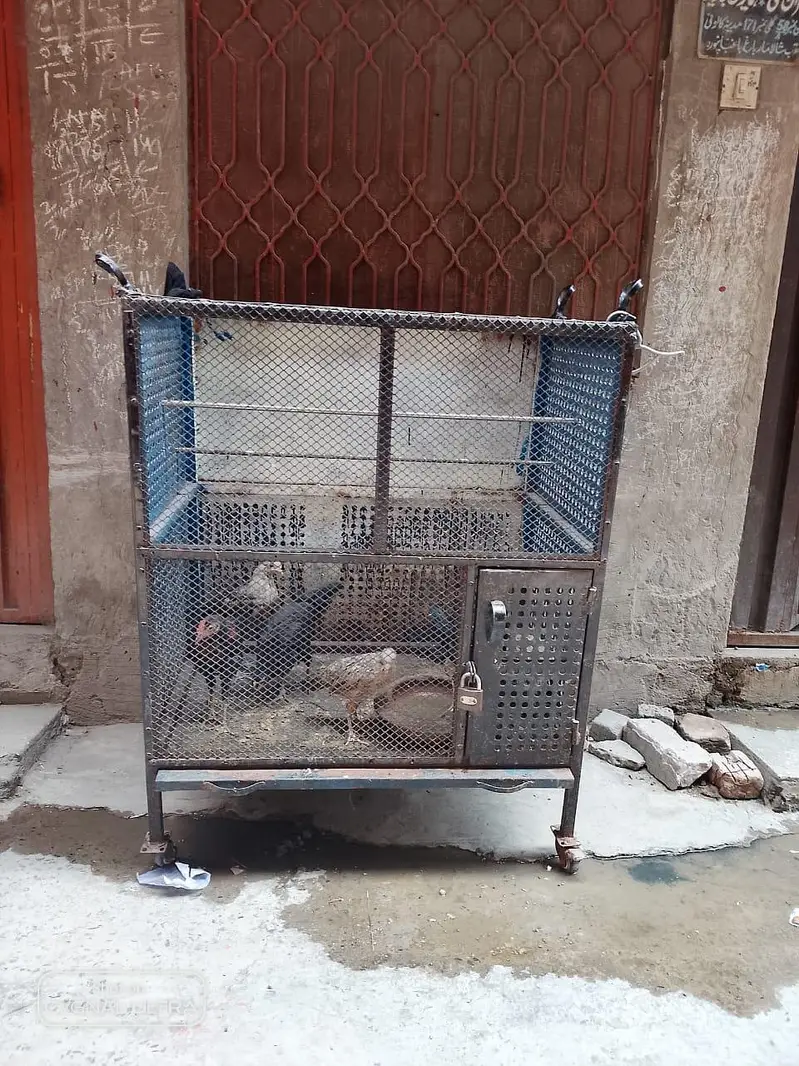 iron cage — photo 3