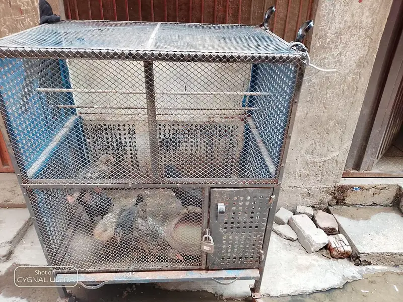 iron cage — photo 6