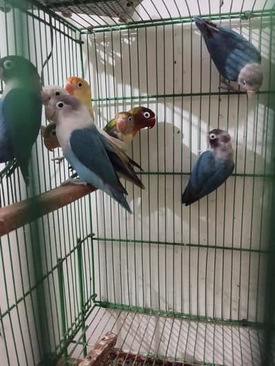 love bird's for sale