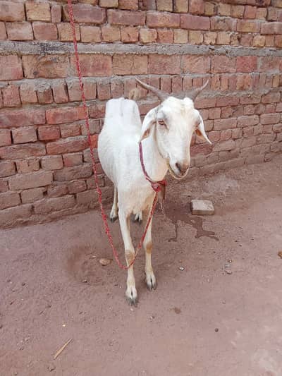 dhodh wali bakri with bacha