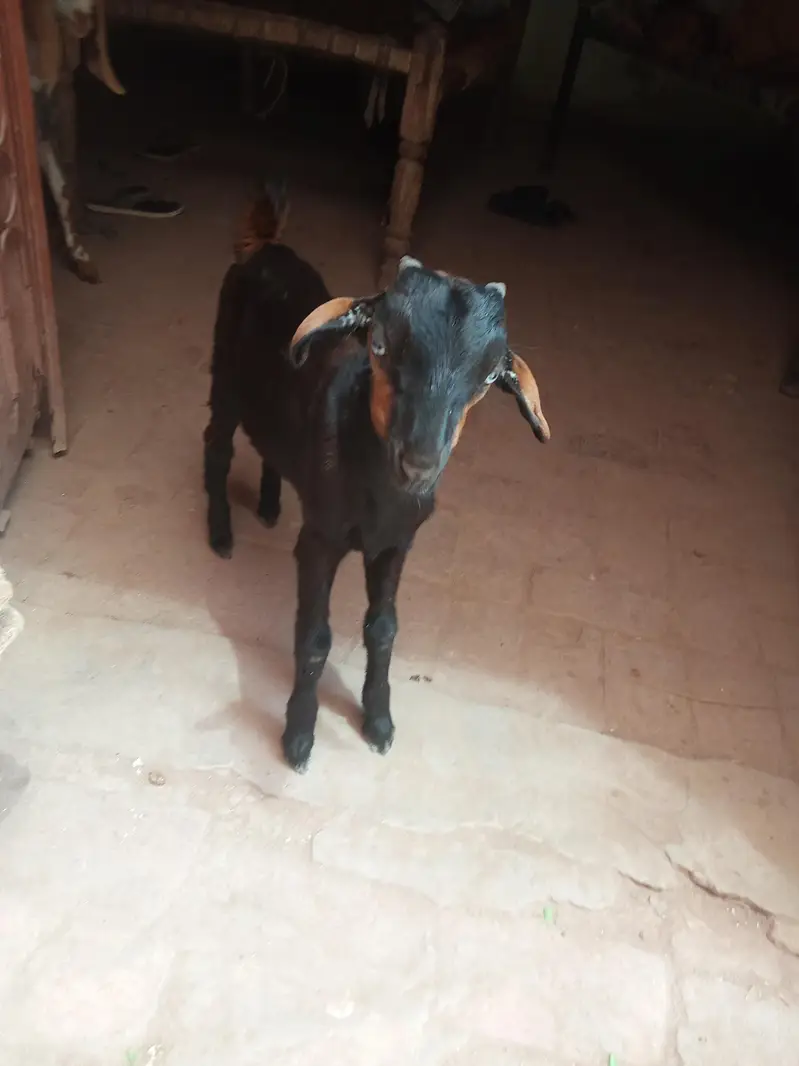 dhodh wali bakri with bacha — photo 2