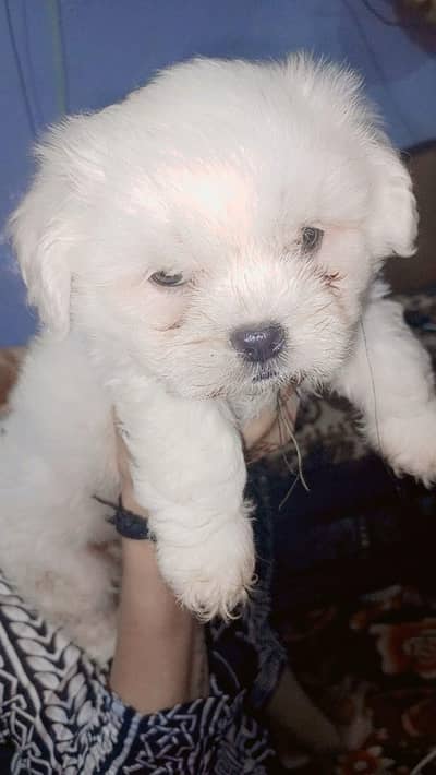 Shihtzu active and puppy Whatsapp number 03161117697