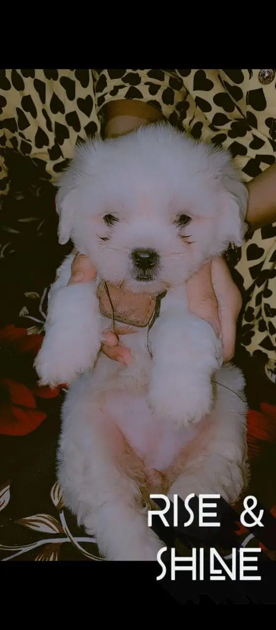 Shihtzu active and puppy Whatsapp number 03161117697 — photo 2