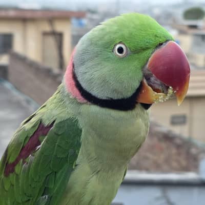 Raw parrot for sale