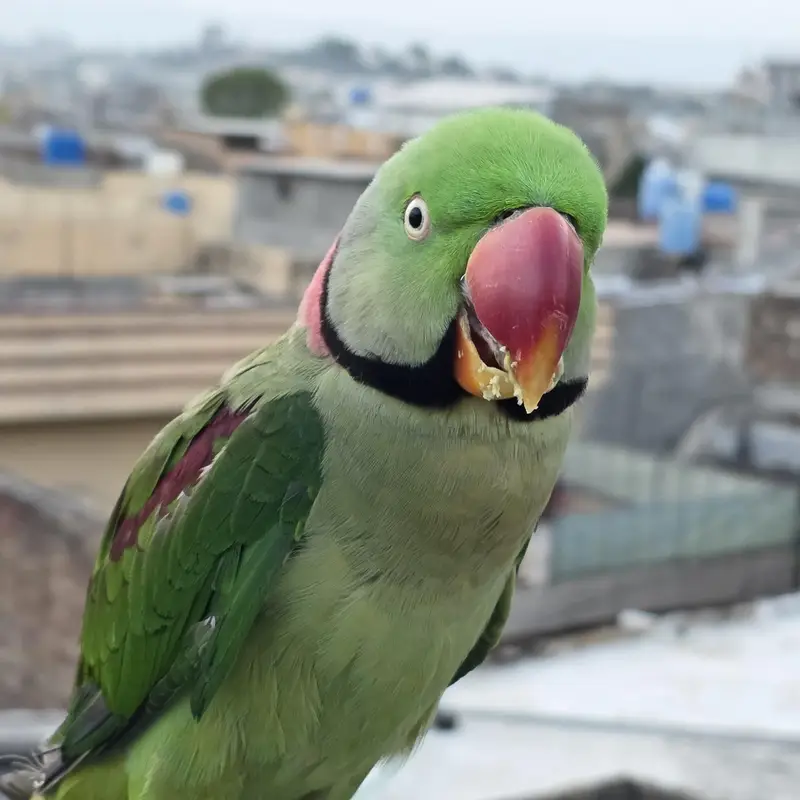 Raw parrot for sale — photo 2