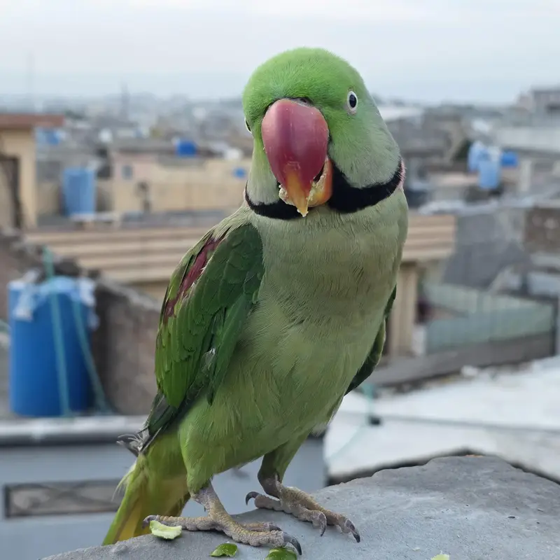 Raw parrot for sale — photo 3