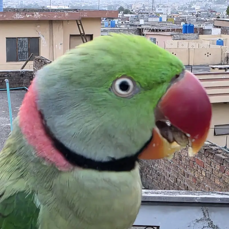 Raw parrot for sale — photo 4