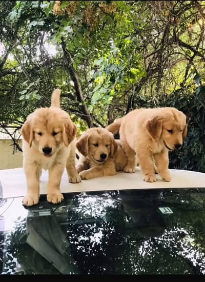 Golden retriever puppies