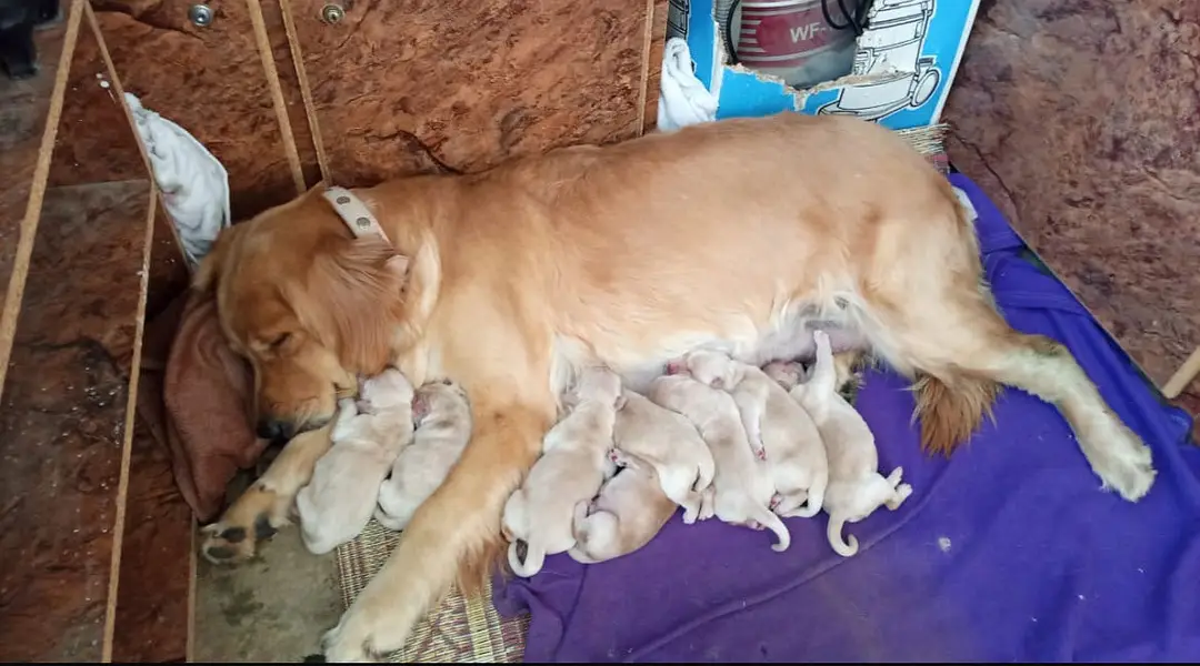 Golden retriever puppies — photo 5