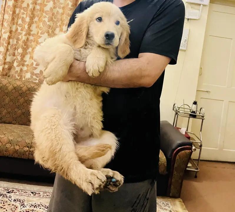 Golden retriever puppies — photo 6