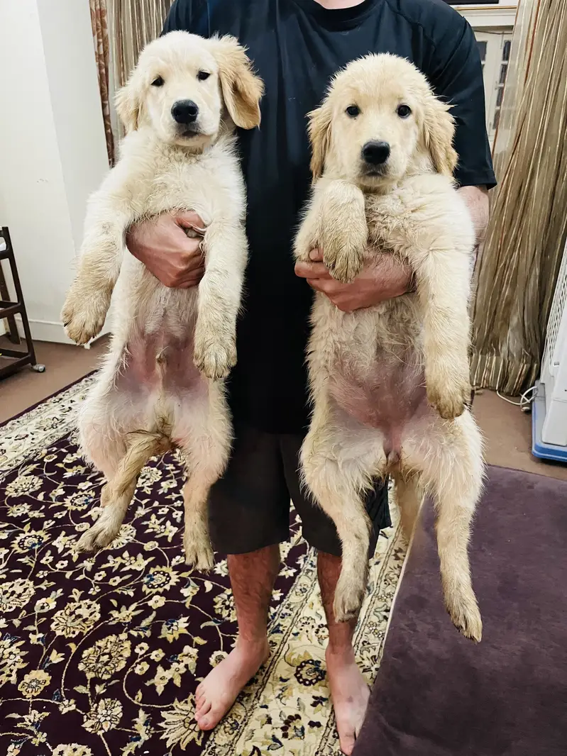 Golden retriever puppies — photo 7