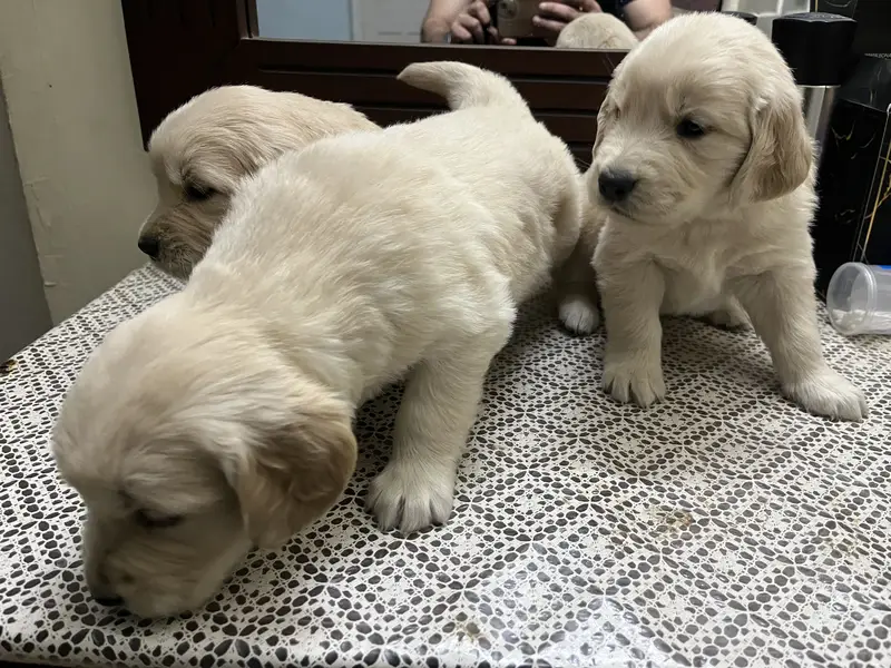 Golden retriever puppies — photo 8