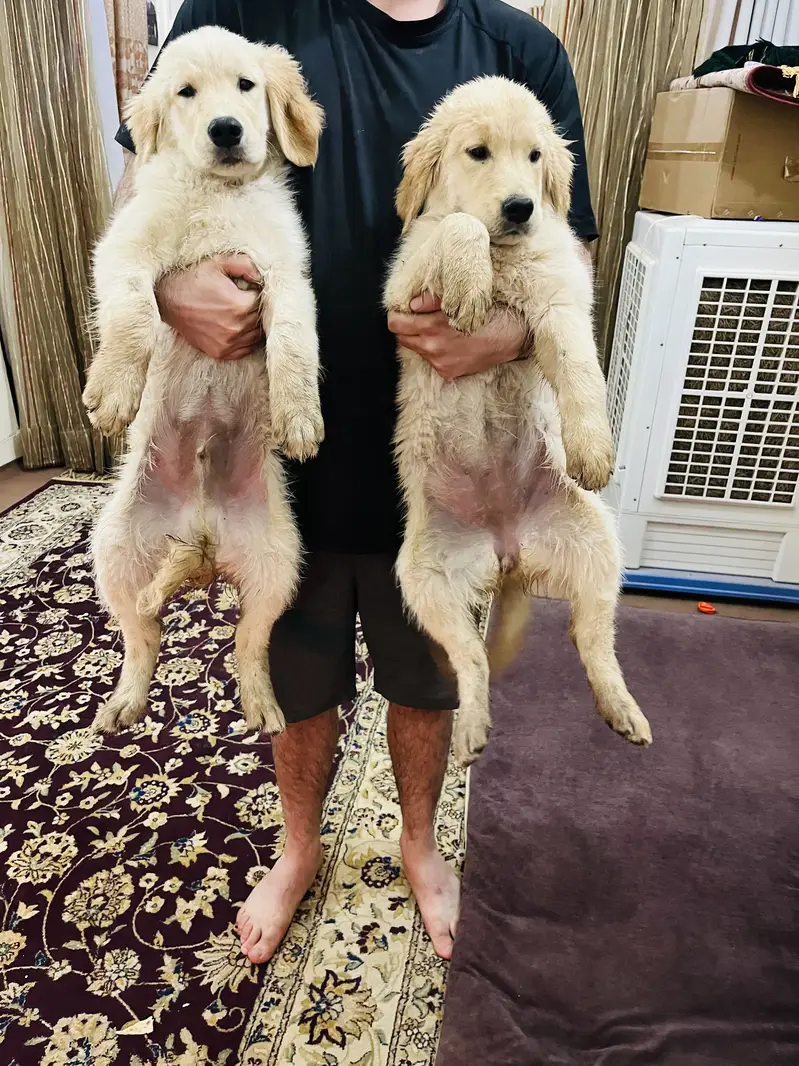 Golden retriever puppies — photo 9