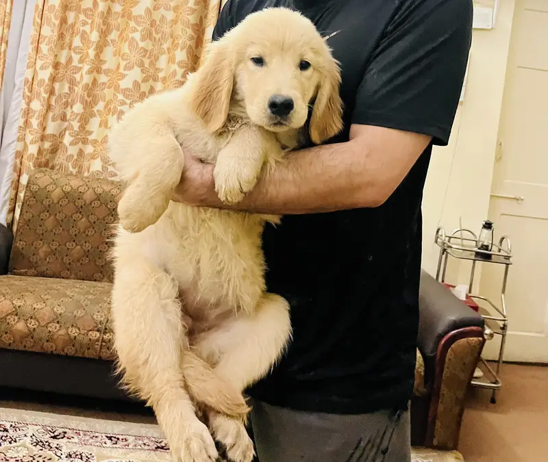 Golden retriever puppies — photo 10