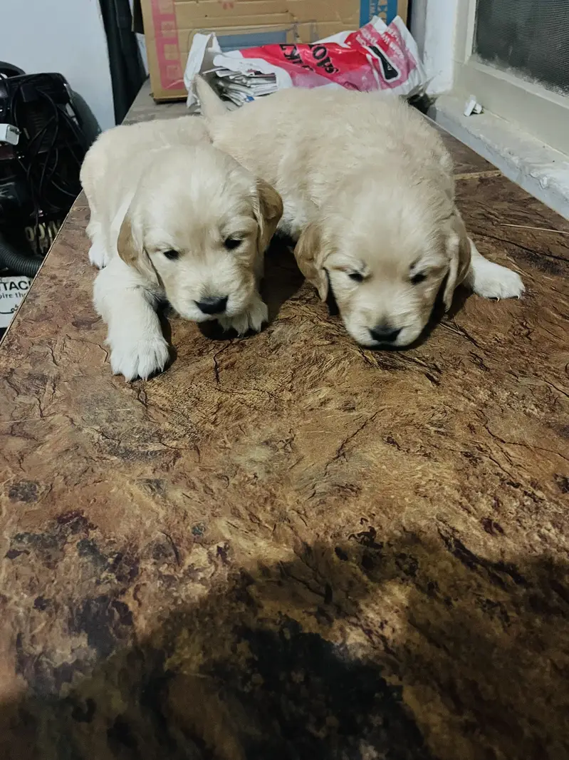 Golden retriever puppies — photo 11