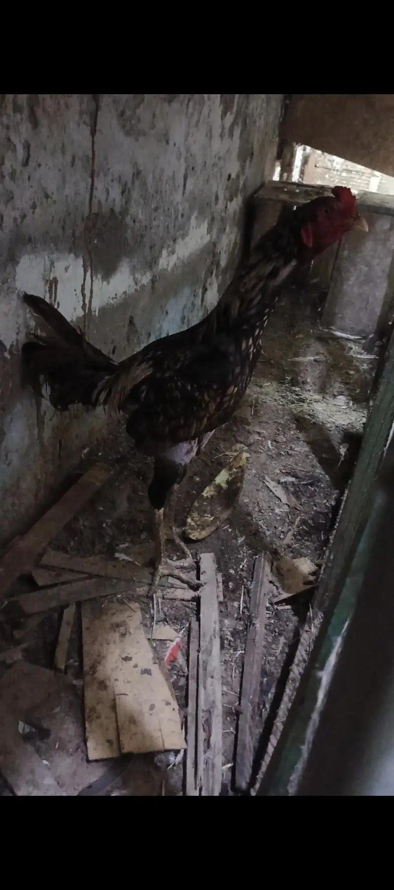 video b ha — photo 2