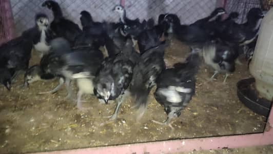 Australorp chicks for sale