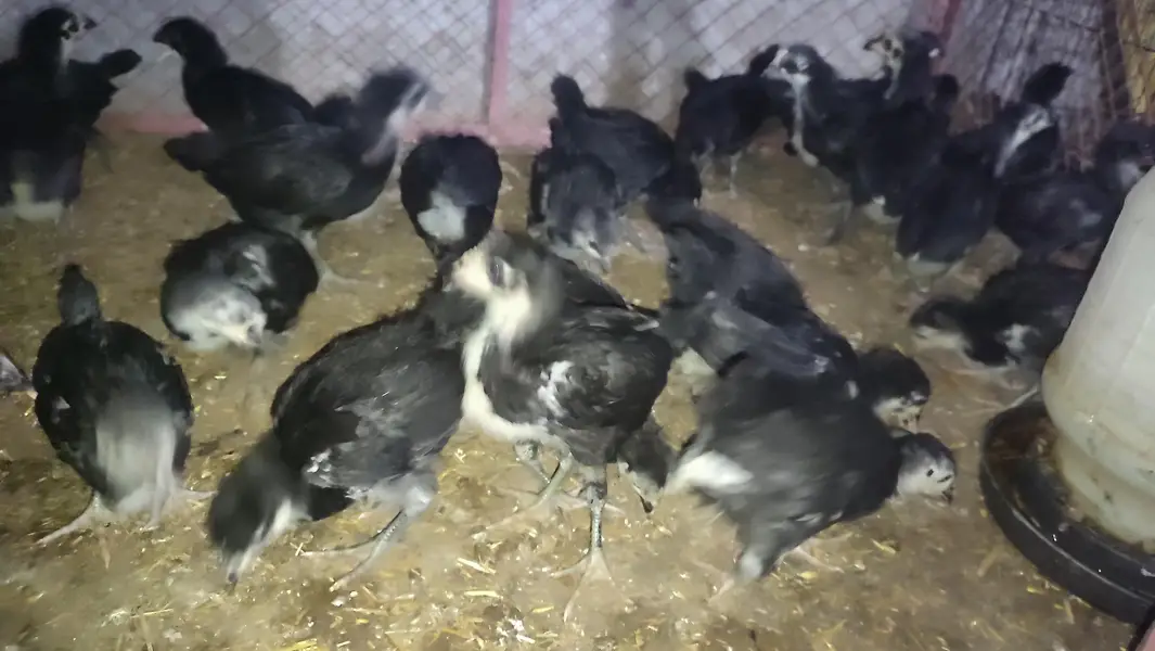 Australorp chicks for sale — photo 2