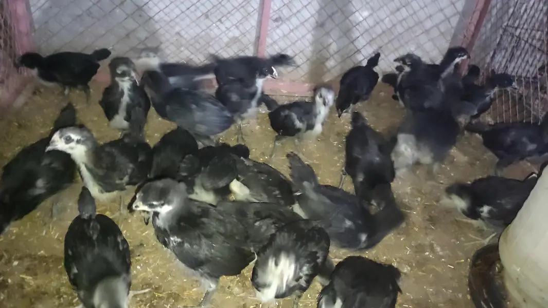 Australorp chicks for sale — photo 3