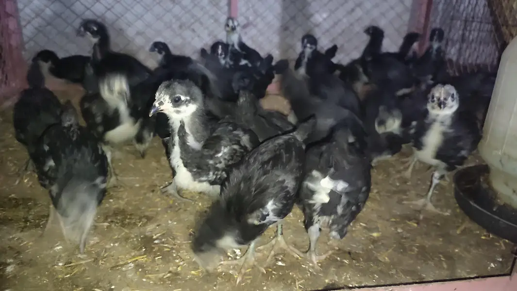 Australorp chicks for sale — photo 4